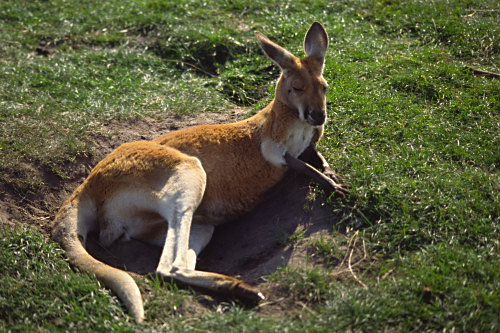 Reclining Kangaroo in a small zoo near Melbourne