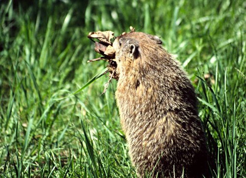 Beaver or rat?