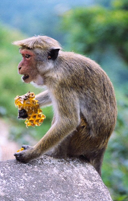 Dambulla: Monkey Business