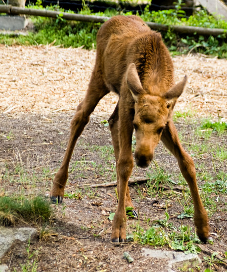 young elk standing