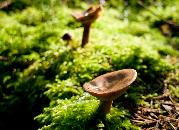small mushroom in the forest