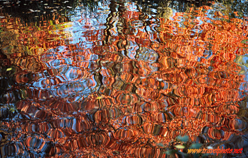 Autumn leaves reflected in a small pool in Wiesbaden, Germany