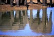 .Elefanten spiegeln sich in einem Wasserloch