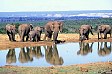 Elefanten am Wasserloch