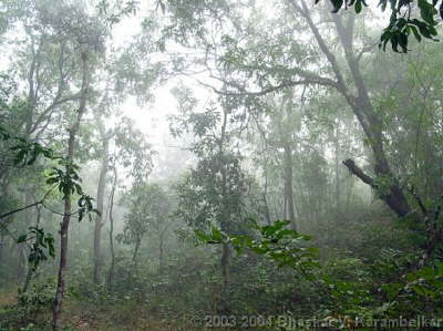 Ambrad Fog