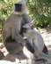 Chittorgarh Monkeys