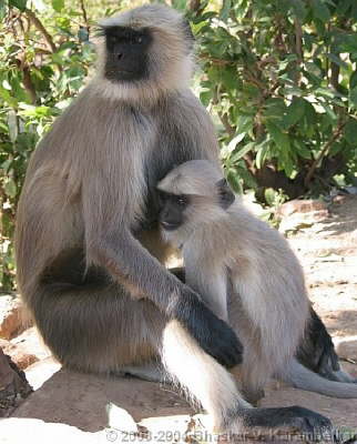 Chittorgarh Monkeys