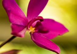 lankaster gardens mrw PICT5912