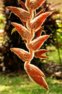 lankaster gardens mrw PICT5932