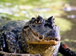 tambor beach mrw PICT6346