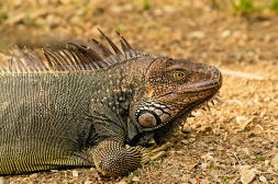 tambor beach mrw PICT6358