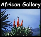 African Gallery.
