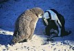 Young penguin and old animal