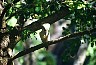 Kookaburra, a sort of kingfisher in Australia