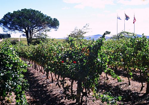 vineyards, Stellenbosche