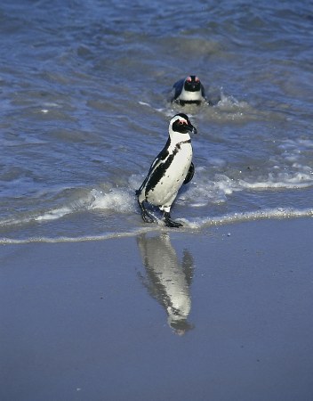 Penguin (The boulders, Cape region)