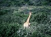 ../../pictures/africa/000003.jpg