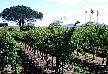 vineyards, Stellenbosch.