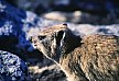 There are lots of rock dassies on Table Mountain.