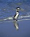 Penguin (The boulders, Cape region)