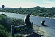 Cape monkeys.
