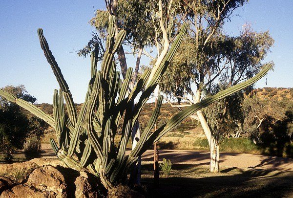 Alice Springs: landscape. Photo: L. Bobke.