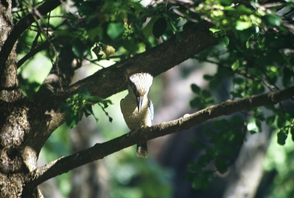 Kookaburra (Australian kingfisher)