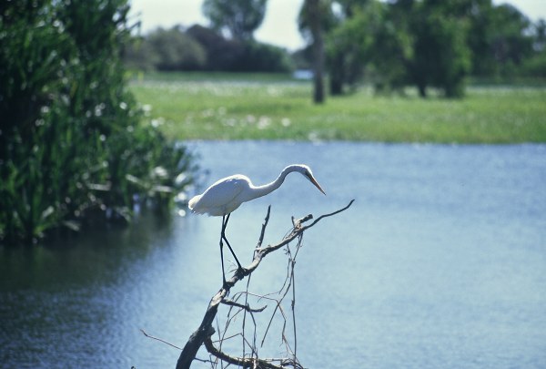 Crane. Photo: L. Bobke
