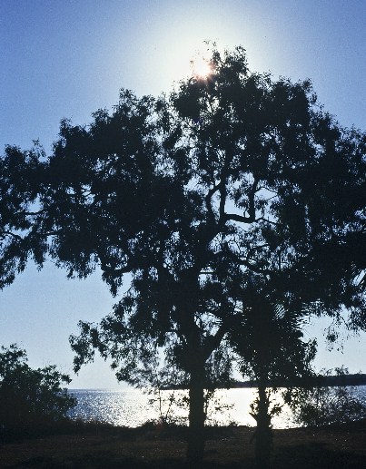Darwin: tree. Photo: L. Bobke