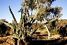 Alice Springs: landscape. -  All Australia photos by Laurenz Bobke.