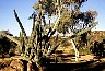 Alice Springs: landscape. - All Australia photos by Laurenz Bobke.