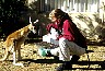 strange encounter:Elvira and a tame  kangaroo. -  All Australia photos by Laurenz Bobke.