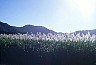 Kuranda (Near Cairns) grass. -  All Australia photos by Laurenz Bobke.