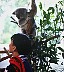 Who's watching whom: koala at the zoo. -  All Australia photos by Laurenz Bobke.