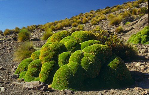 llareta (Azorella compacta) - typical vegetation of the Altiplano. Photo: L. Bobke