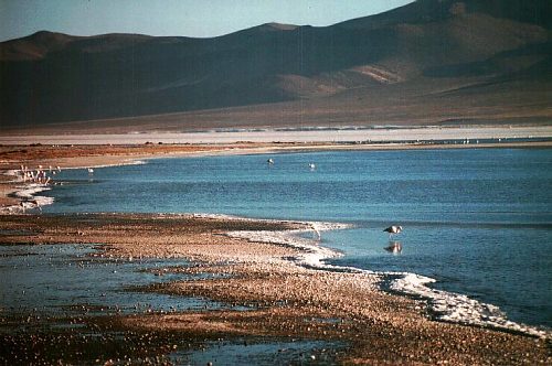 Andes: Salar de Surire. Photo: L. Bobke