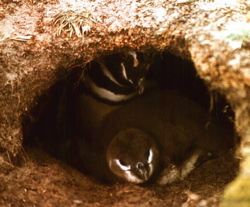 Patagonia: Penguins. Photo: L. Bobke