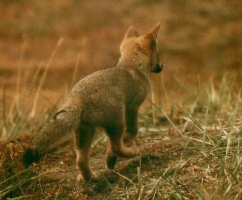 Young fox. Photo: L. Bobke
