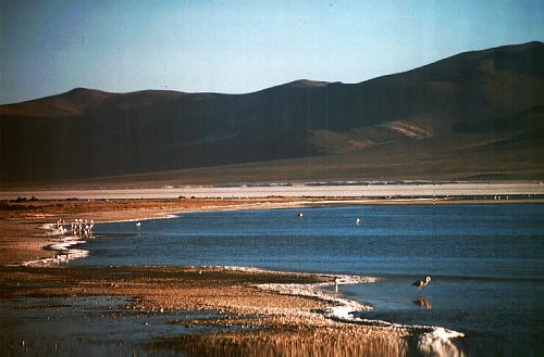 Andes: Salar de Surire. Photo: L. Bobke