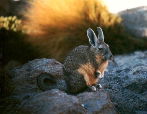 Vizcacha a relative of the chinchilla. Photo: L. Bobke.