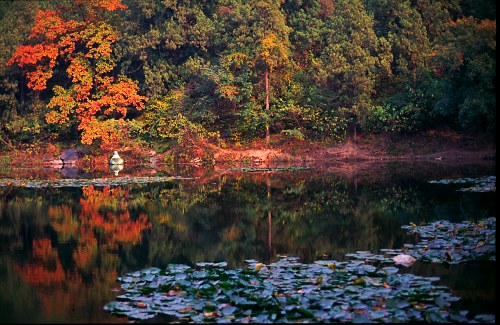 Autumn Lake: reflections .