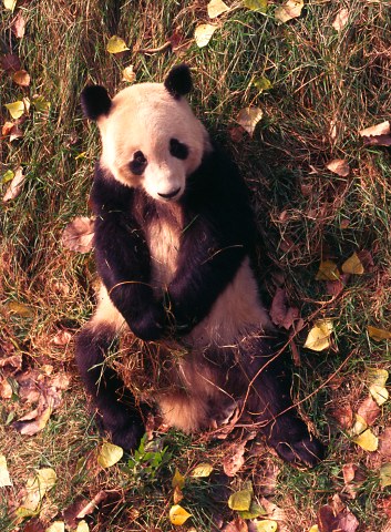 Panda, Beijing Zoo.