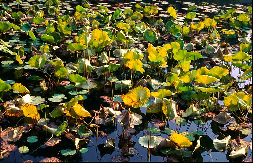 Dying lotos - autumn at the summer palace.