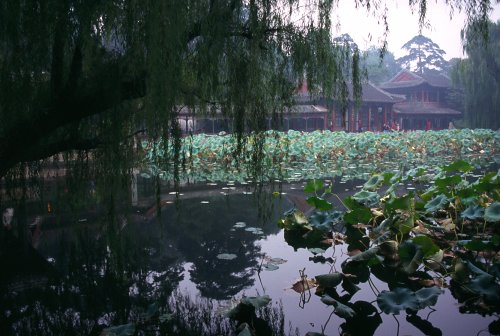 Rain at the summer palace. 