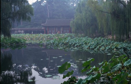 Rain at the summer palace. 