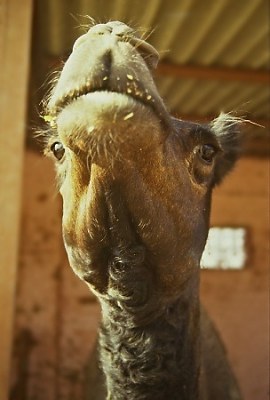 Who are you anyway? Camel in Bikaner. Photo: L. Bobke