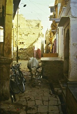 Jaisalmer, street with cow. Photo: L. Bobke.