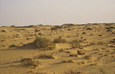 Camels in the desert, near Jaisalmer. Photo: L. Bobke