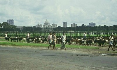  A flock of goats on a Calcuttan Street....Photo: L. Bobke