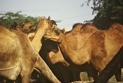Bikaner: camel farm. Foto: L. Bobke